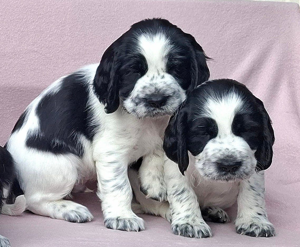 Engelsk springer spaniel valper søker sine nye og varige hjem.