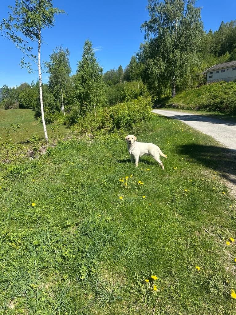 Labrador retrivier