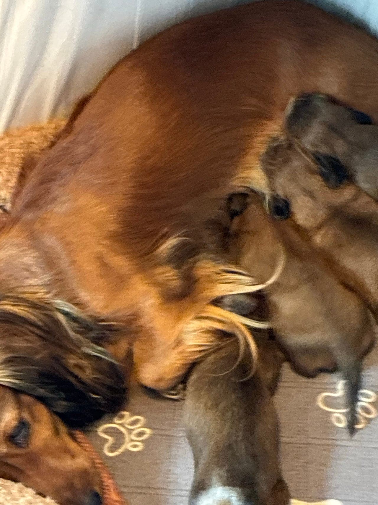 Dachs valper