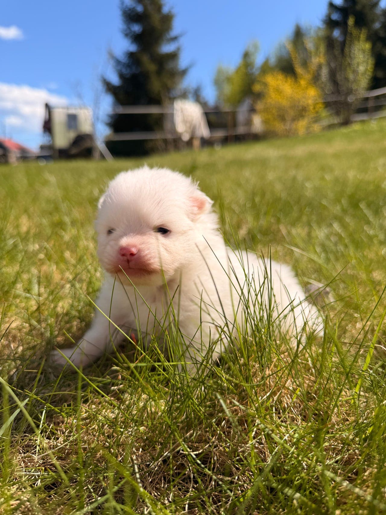 Pomeranian valper