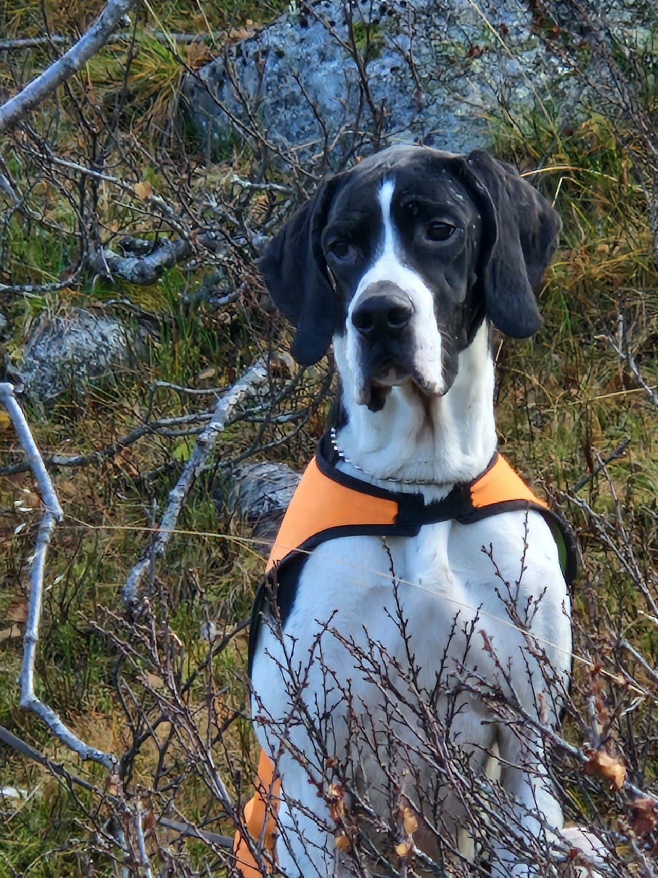 Snill,jaktpremiert pointer hannhund selges til grei pris.