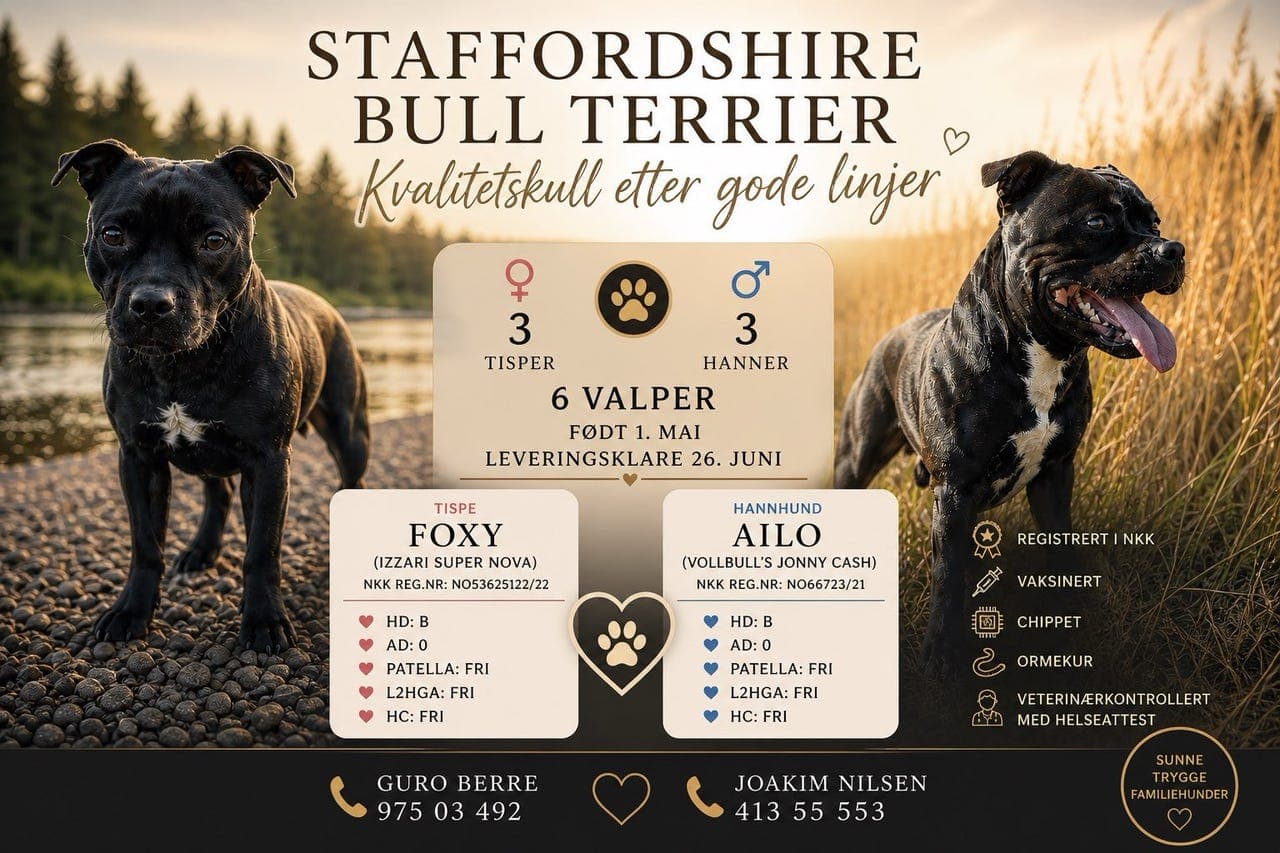 🐾 Staffordshire Bull Terrier – kvalitetskull etter gode linjer 🐾