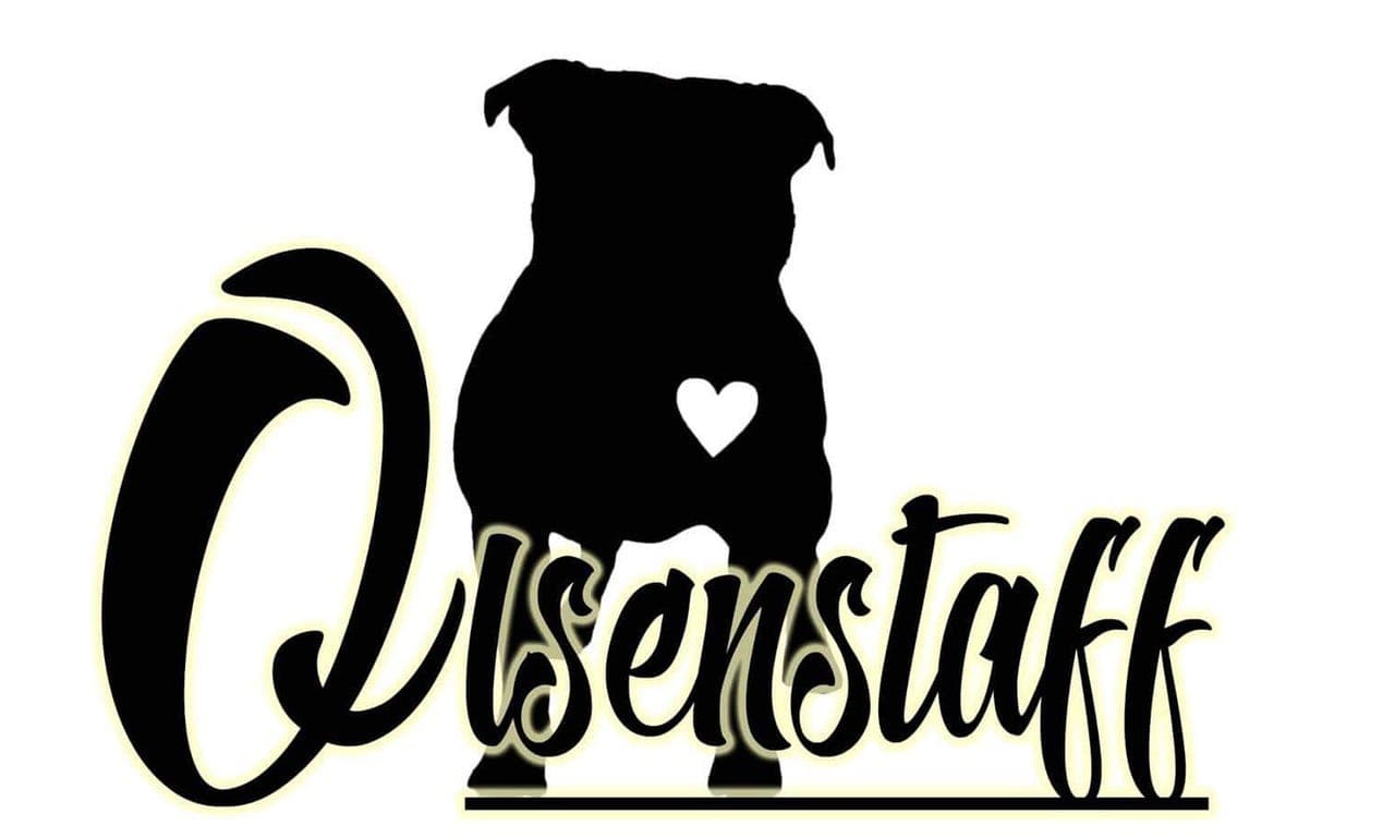 Staffordshire Bull Terrier - Forvert -