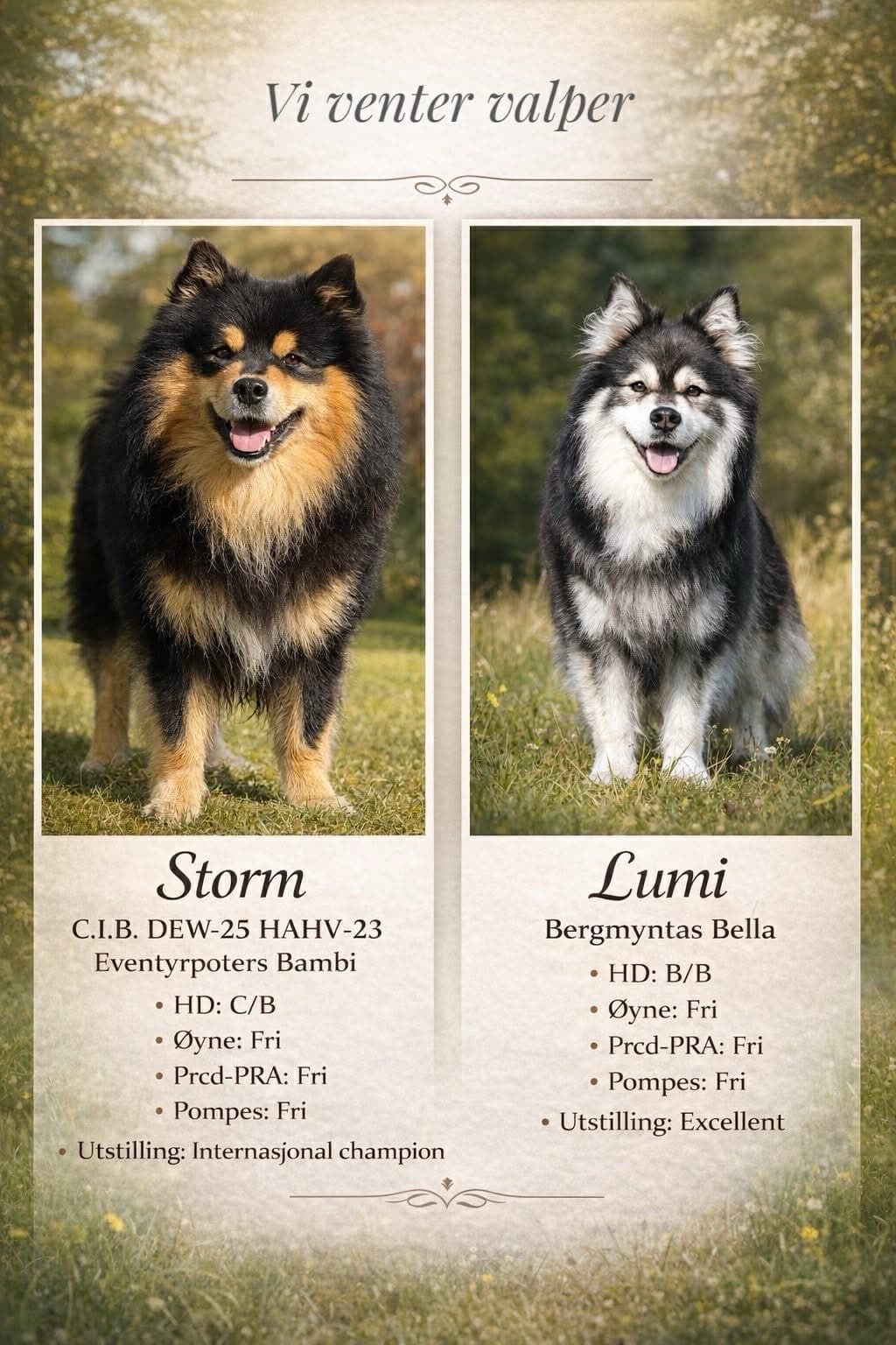 Finsk lapphund valper leveringsklare i starten av august