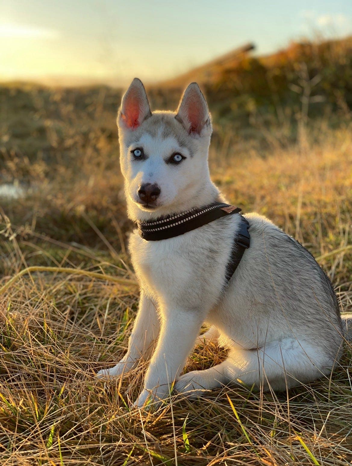 NKK registrerte Siberian Husky valper fra gode brukslinjer
