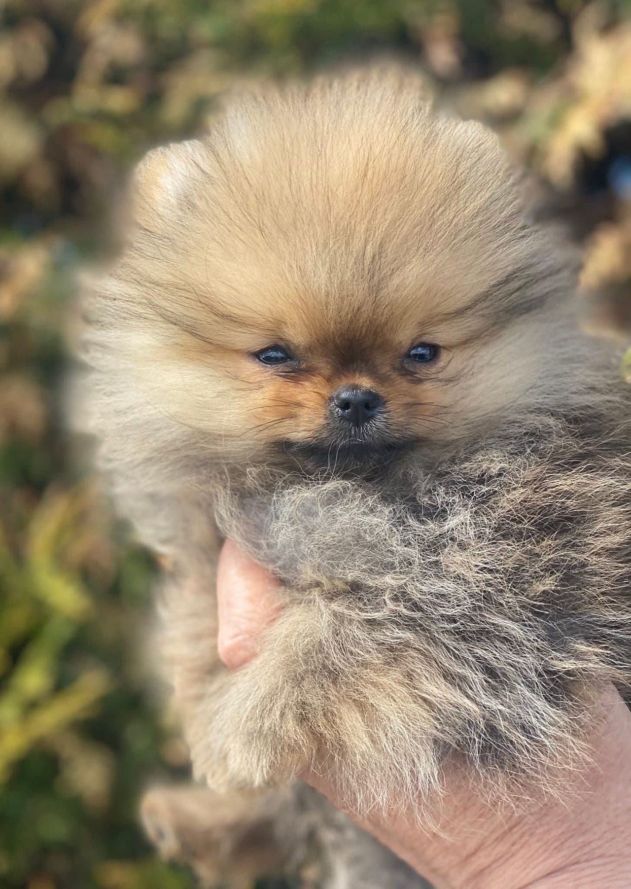 Pomeranian tispe valp - Pom Hotmas