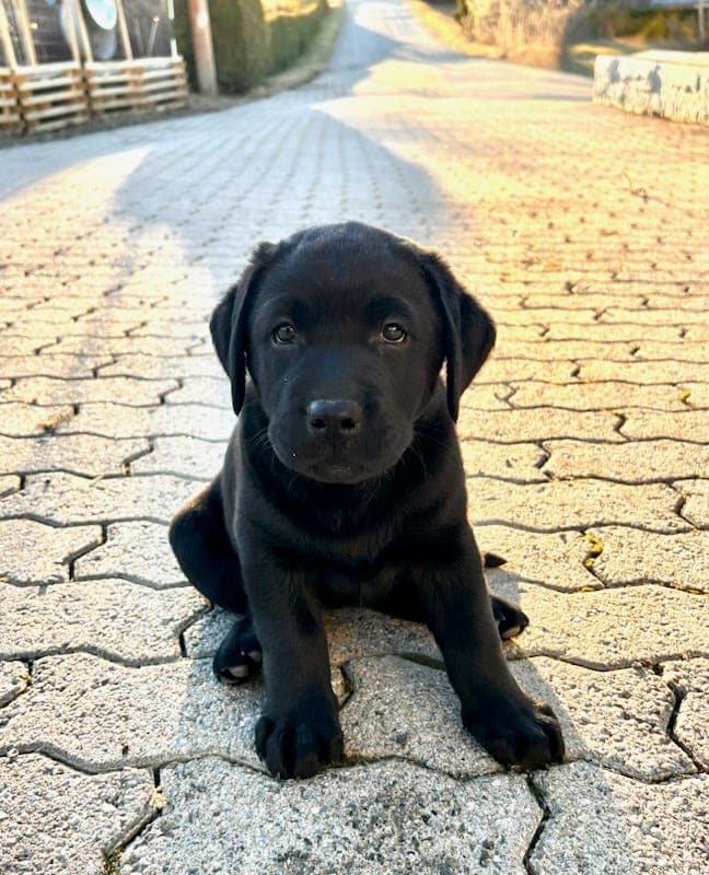 Labrador Hvalper