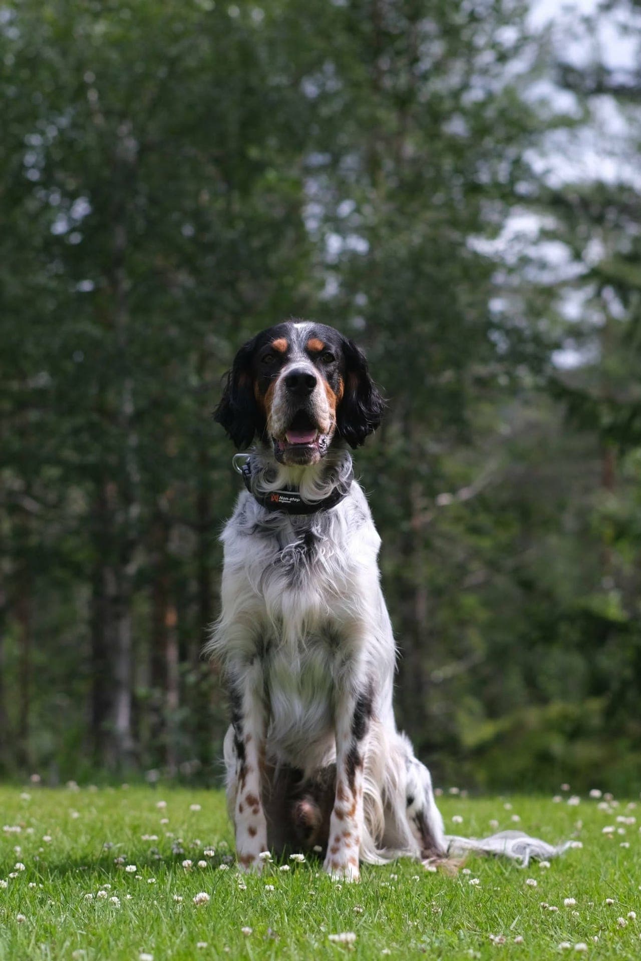 Engelsk setter hannhund