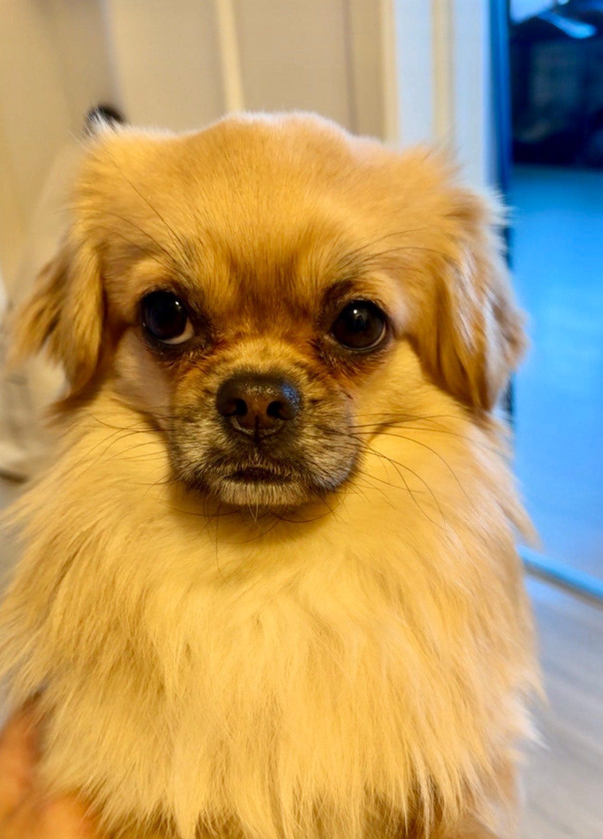 Tibetansk spaniel gutt