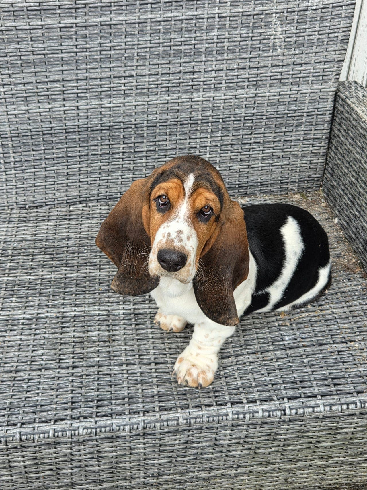 Basset hound