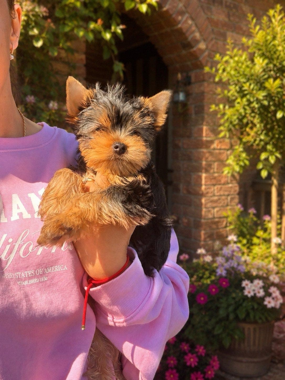 Yorkshire terrier til salgs reg i NKK