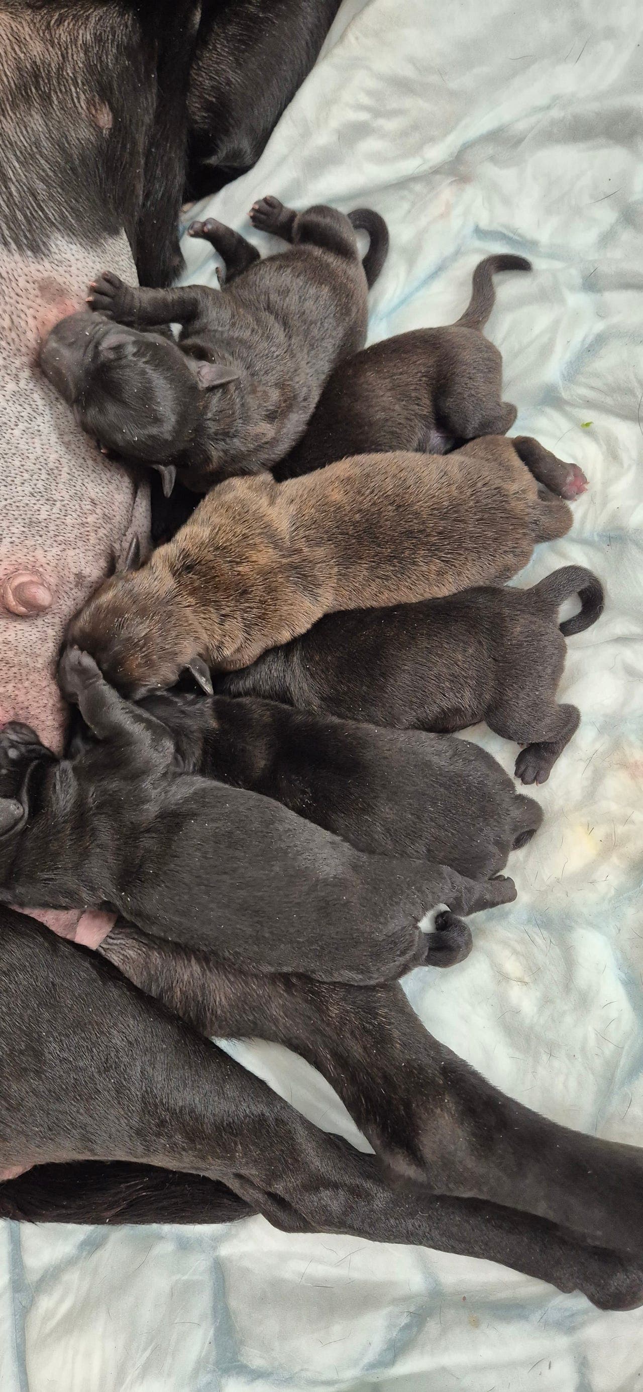 Kennel Nightstaff har Staffordshire Bullterrier valper til salgs