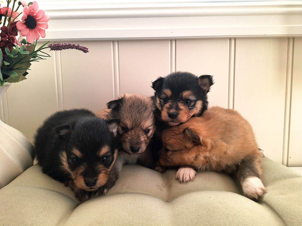 Renrasede Pomeranian / Zwergspitz valper til salgs 🐶