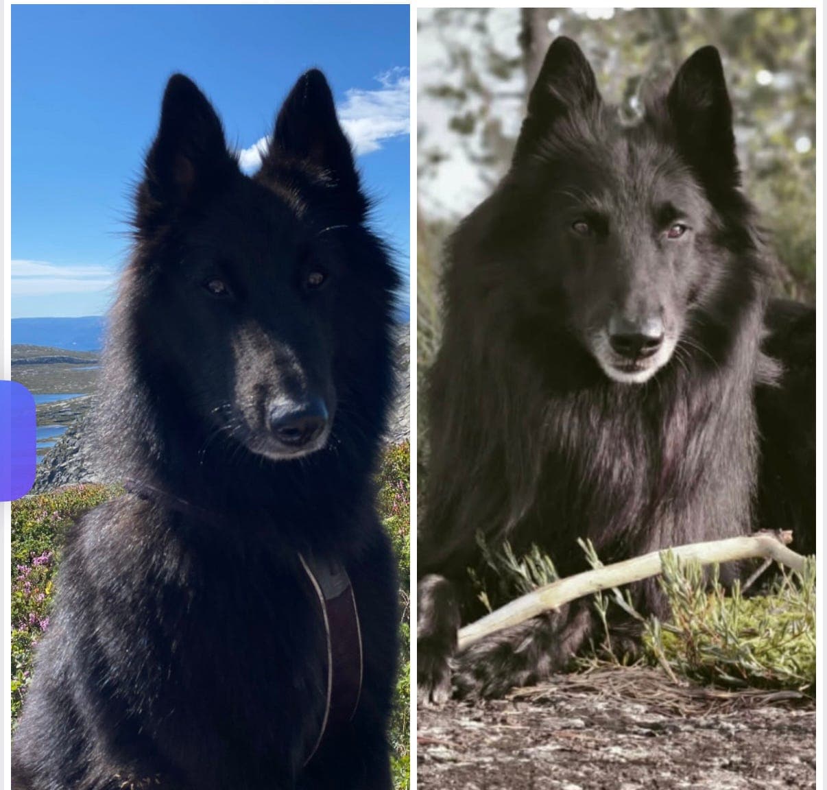Groenendael valper ventes - leveringsklare medio august
