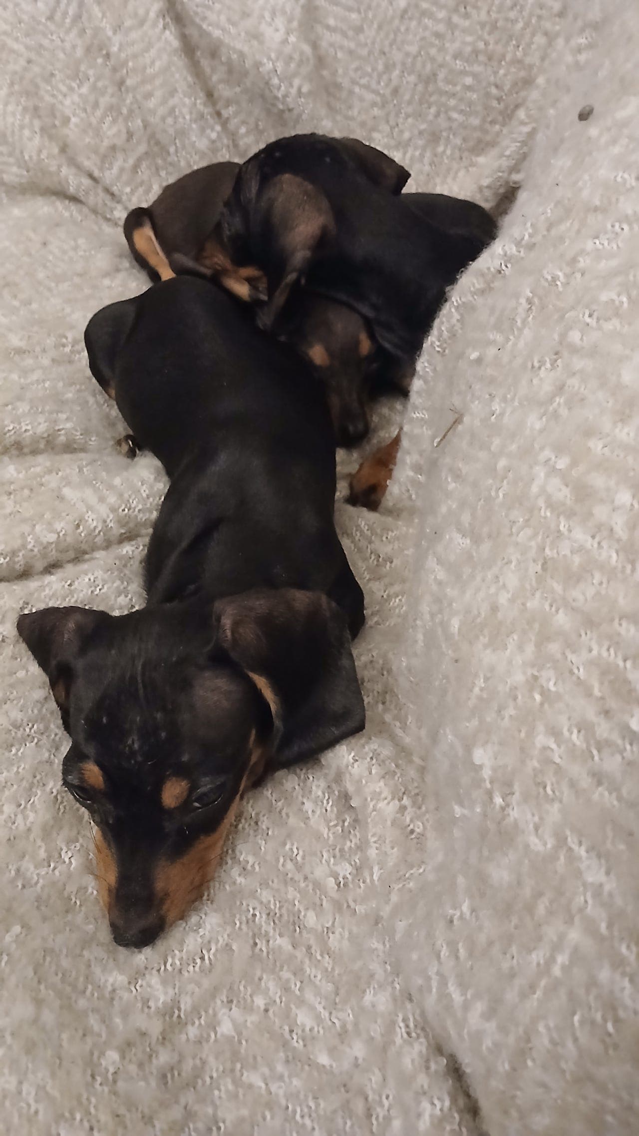 Dachsund Puppies