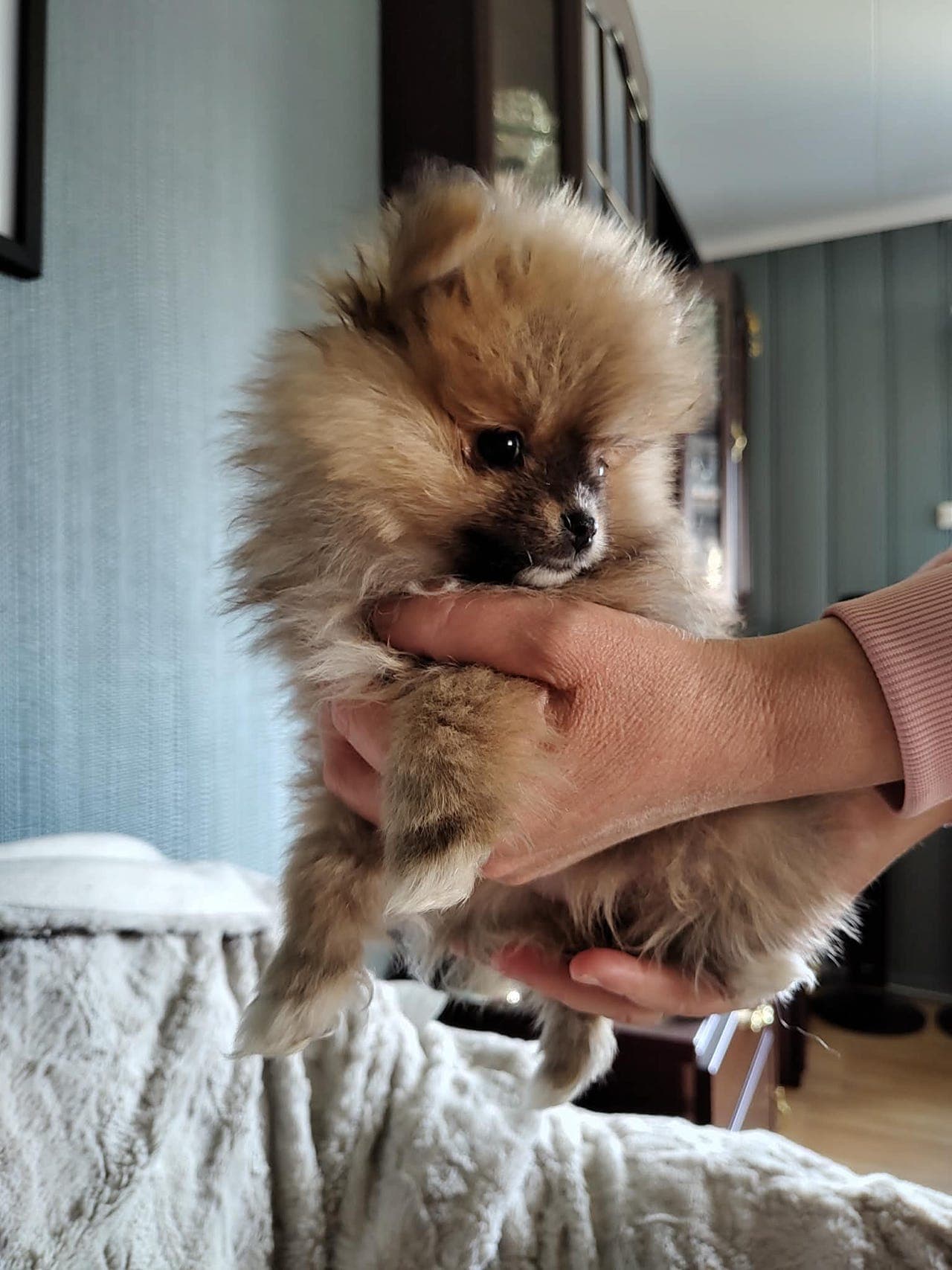 verdens herligste pomeranian valper