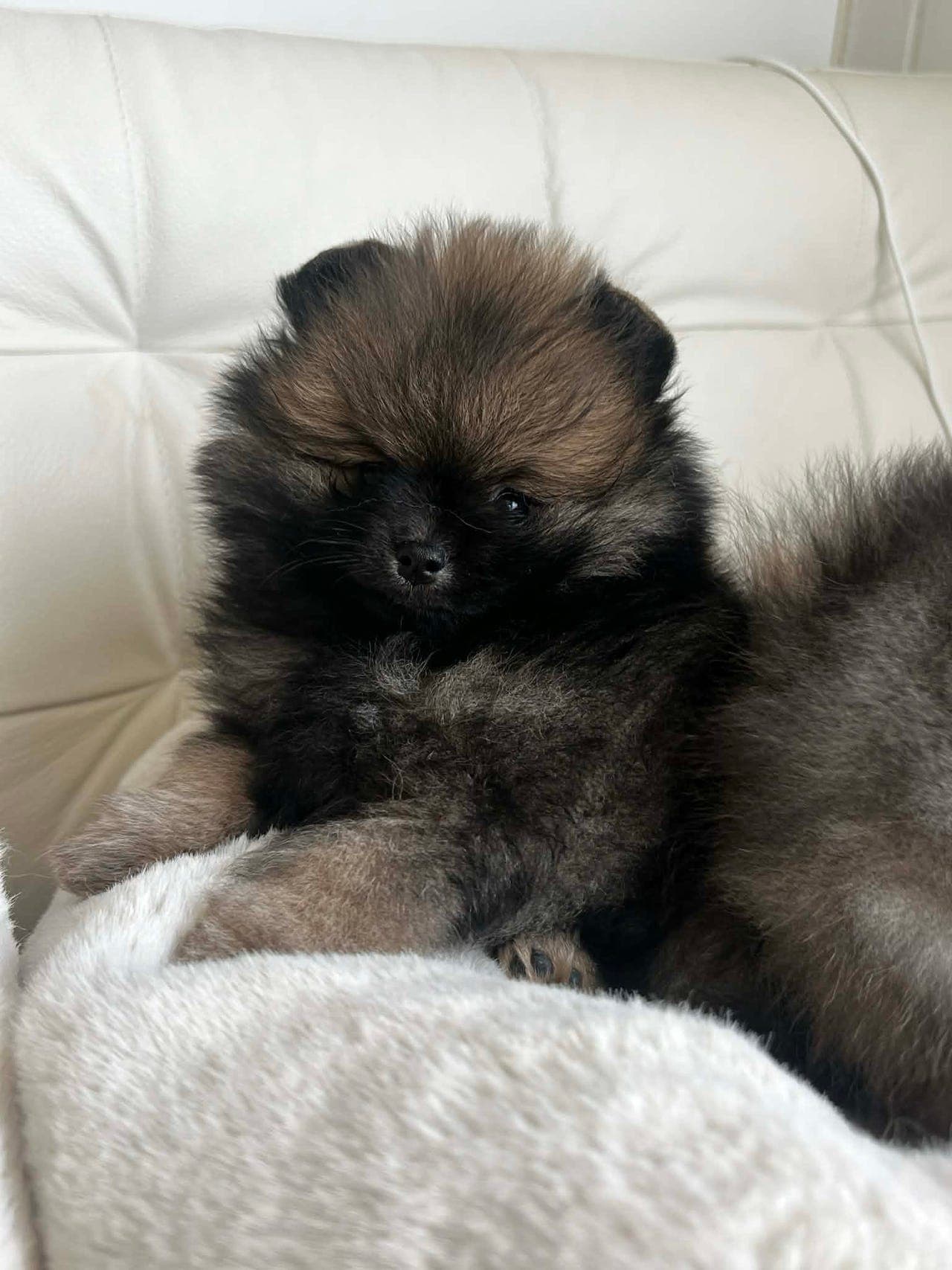 Pomeranian hanne - NKK registrert / stamtavle.