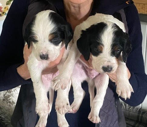 Ny engelsk setter jaktkompis?