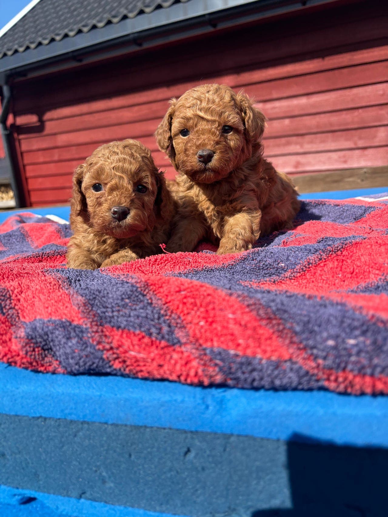 Toy tea cup puddel valper til salg SOLGT