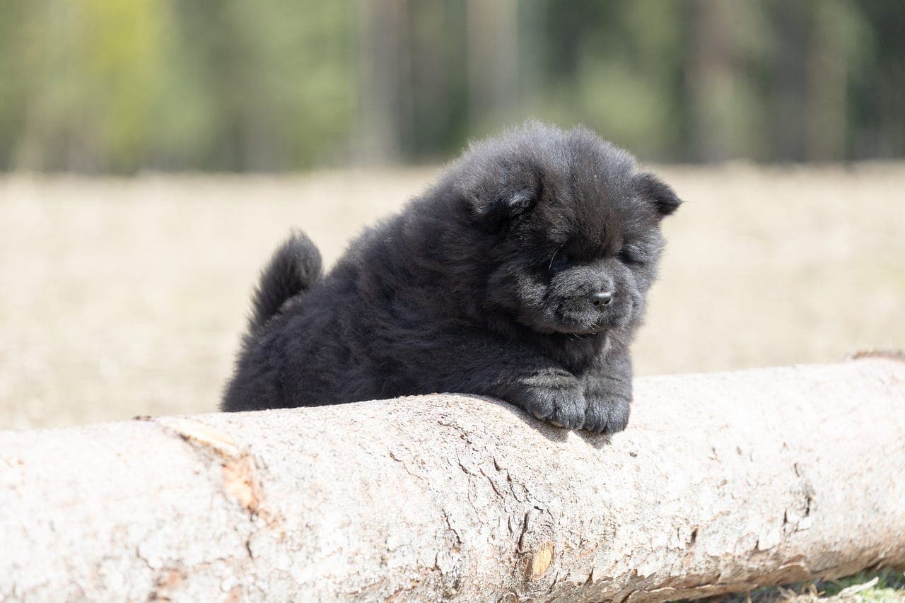 Chow Chow tispe med stamtavle