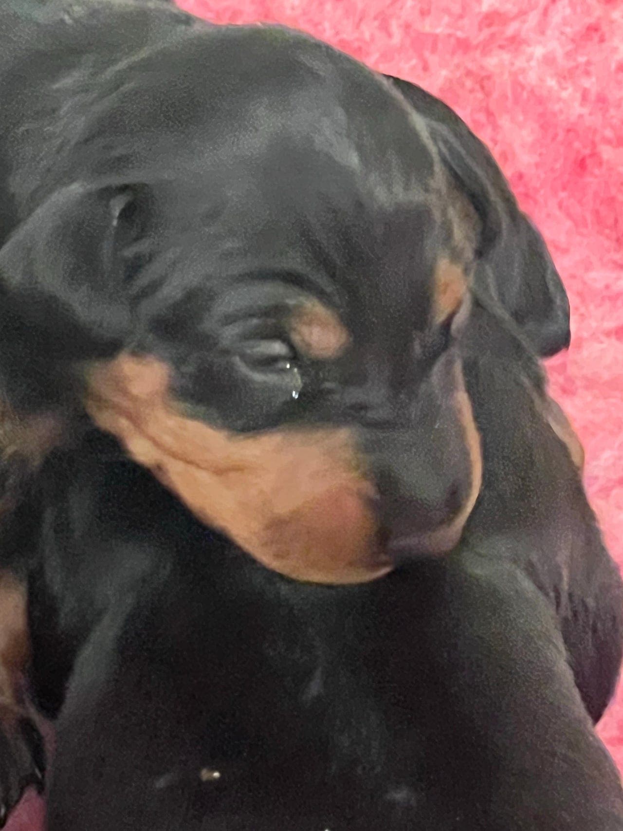 Manchester terrier valper