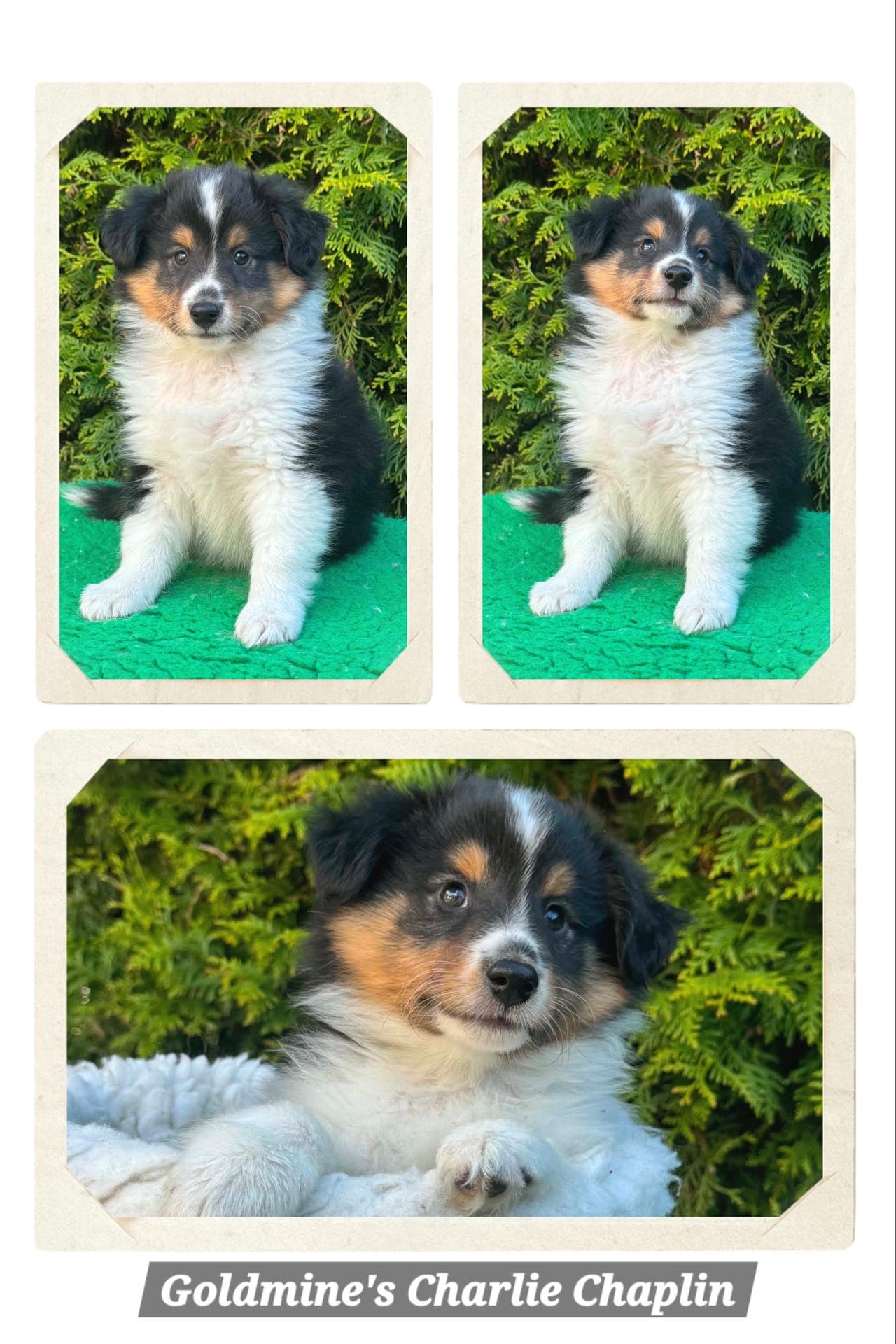 Sheltie hann selges og tispe på fôravtale