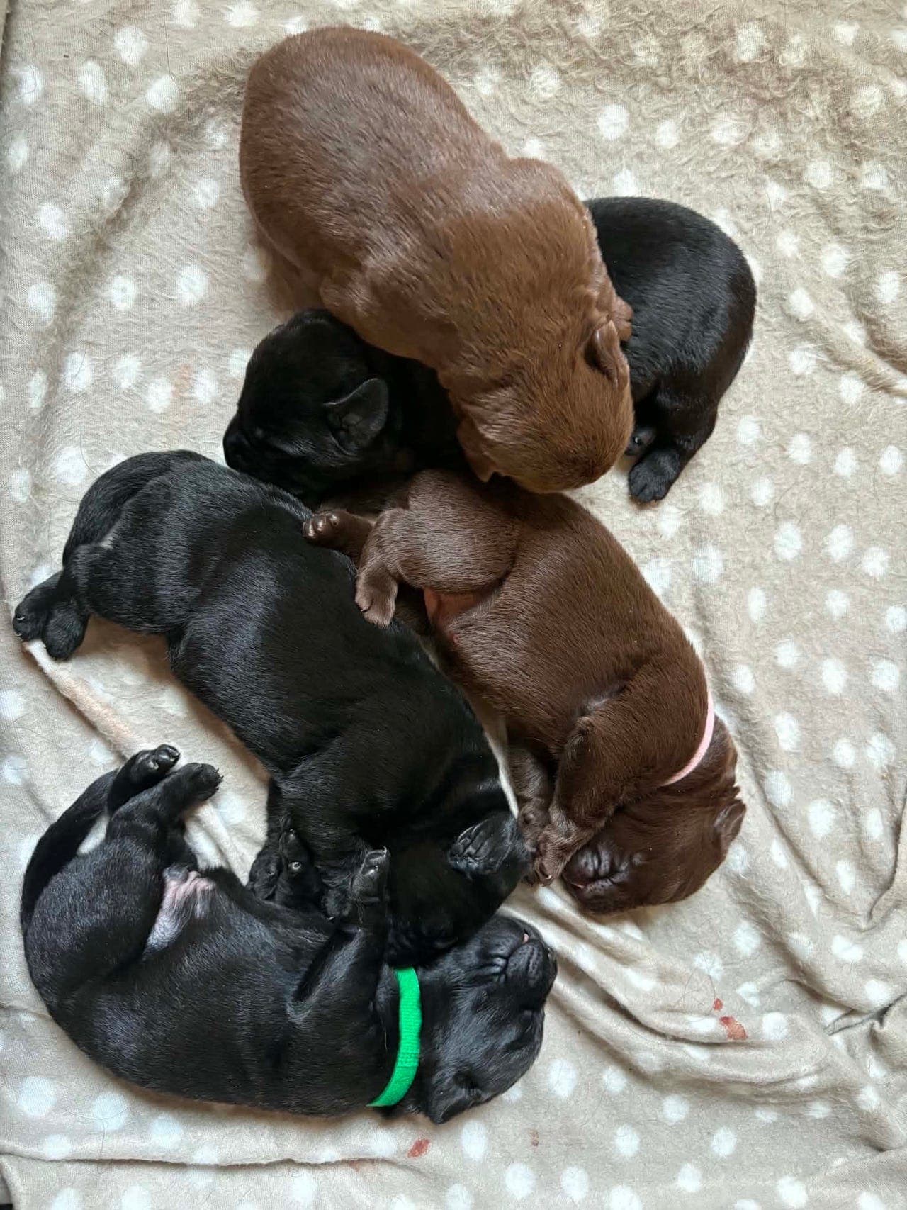 Renraset Labrador valper