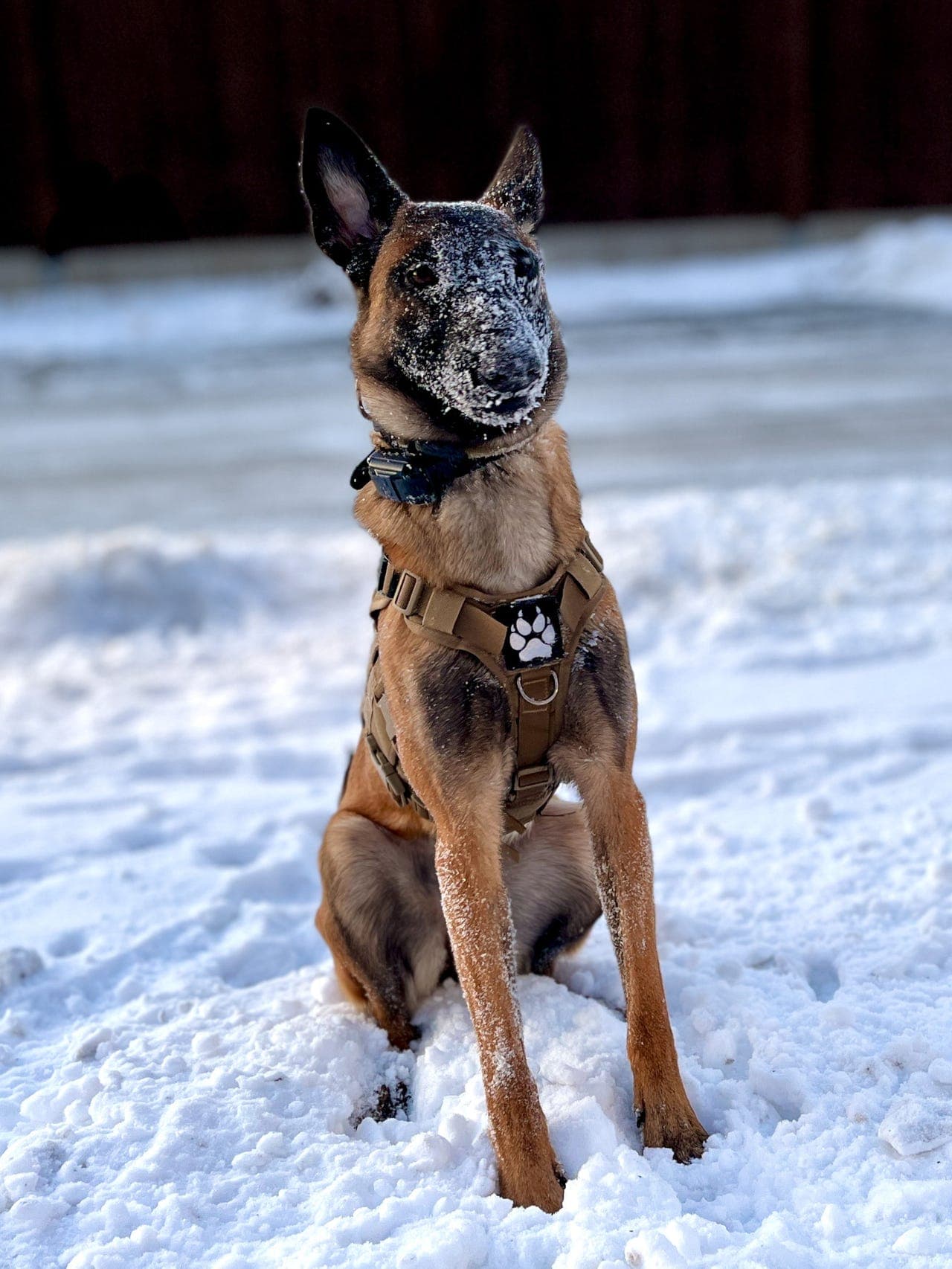 Belgisk fårehund/malinois (Tispe, 1,5år) vurderes omplassert