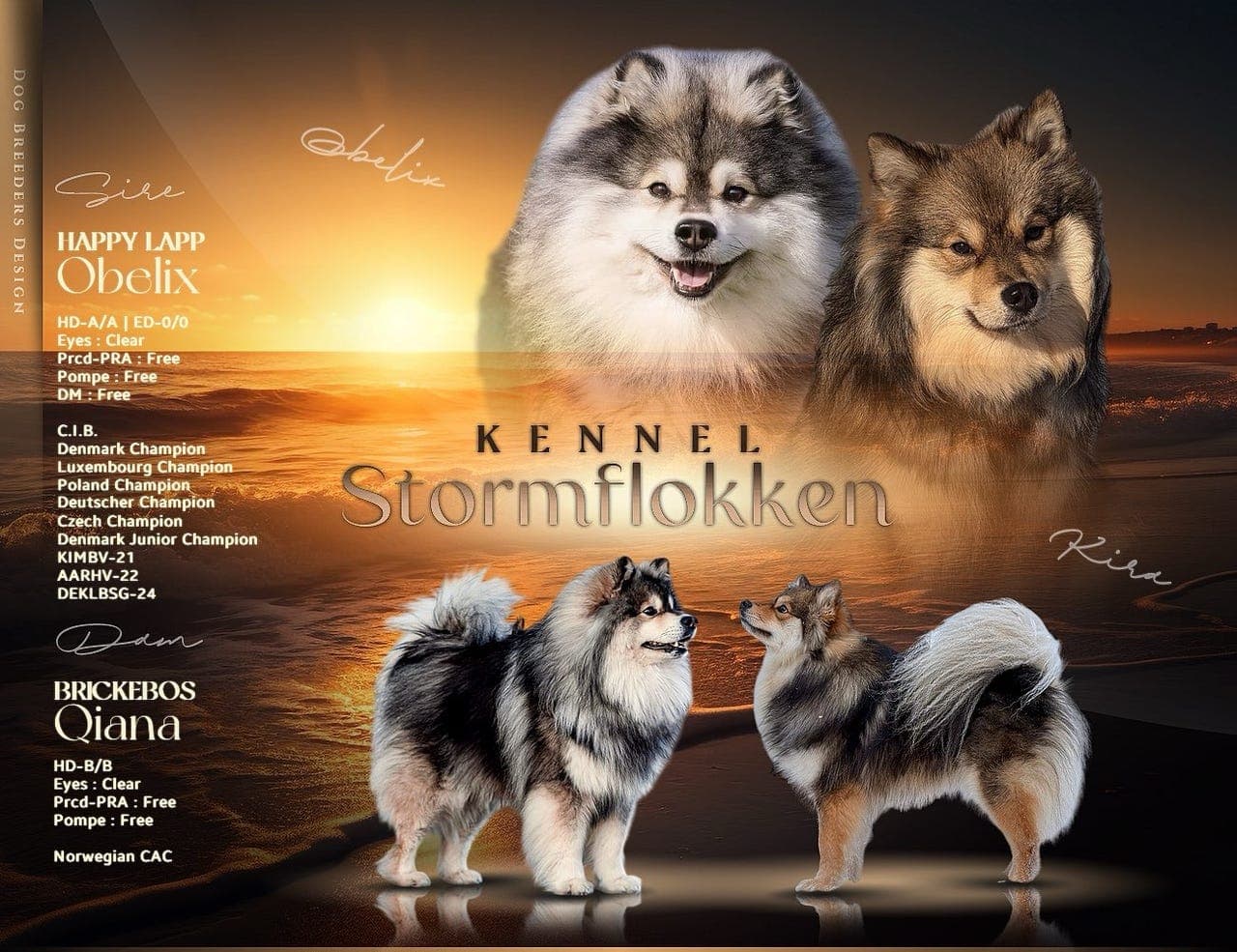 Finsk lapphund fôrvert tispevalp