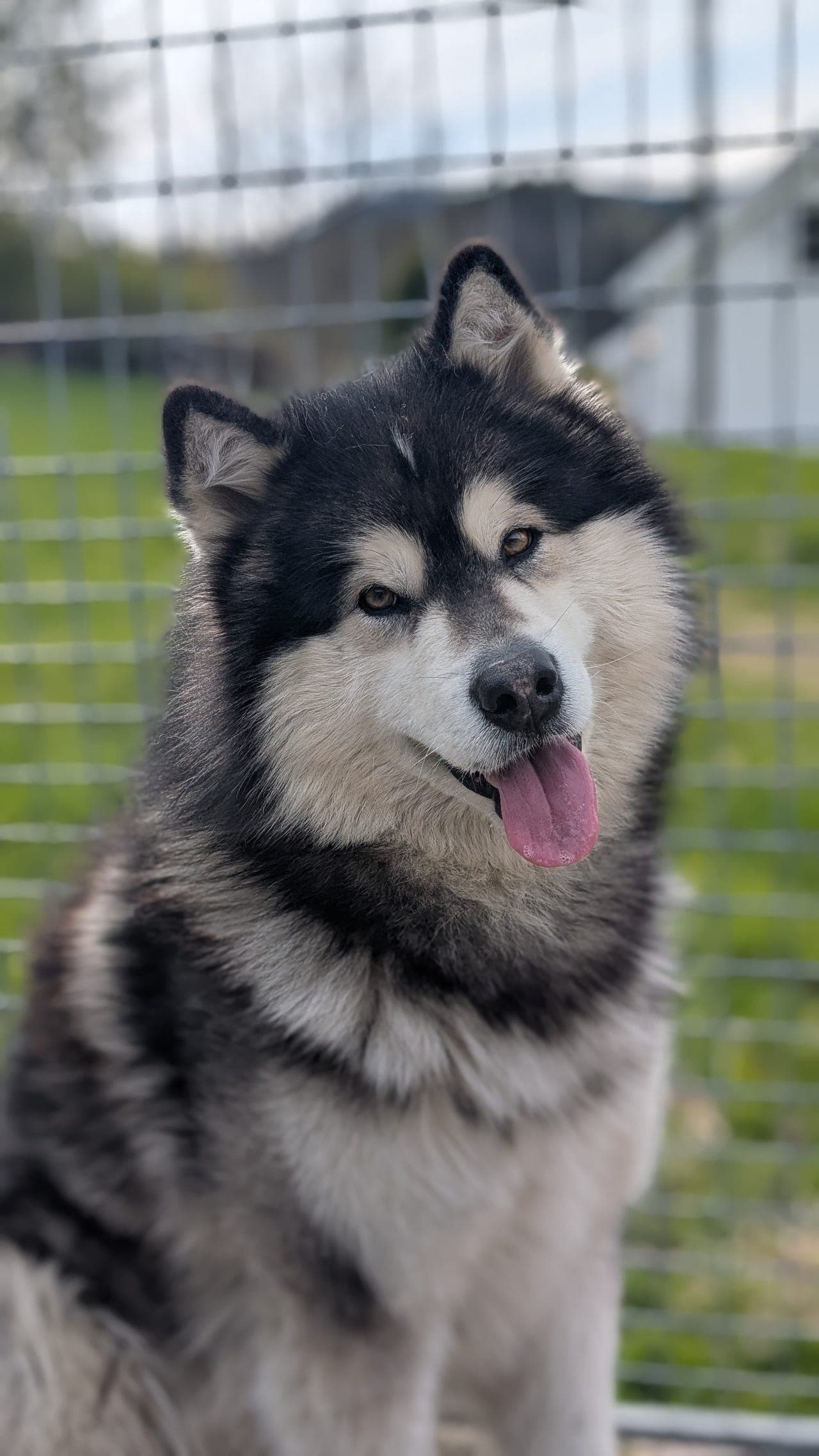 Alaskan malamute hann