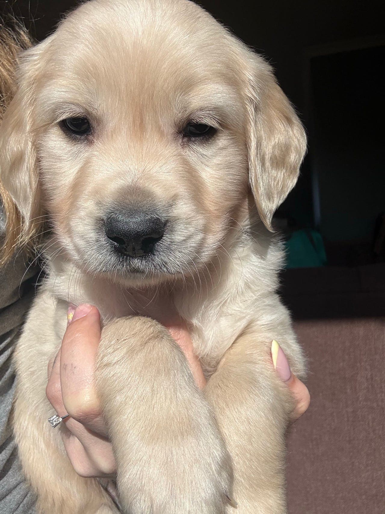 Ledig Golden retriever valp💙