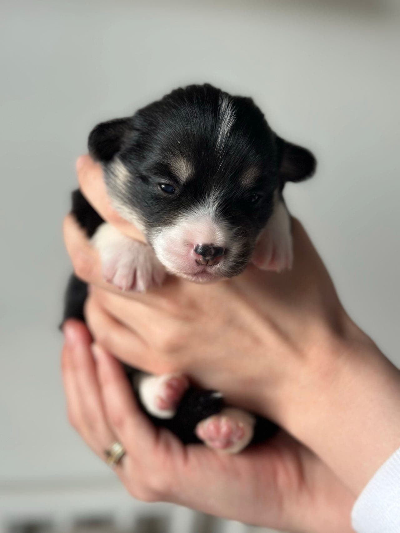 Welsh Corgi Pembroke valper