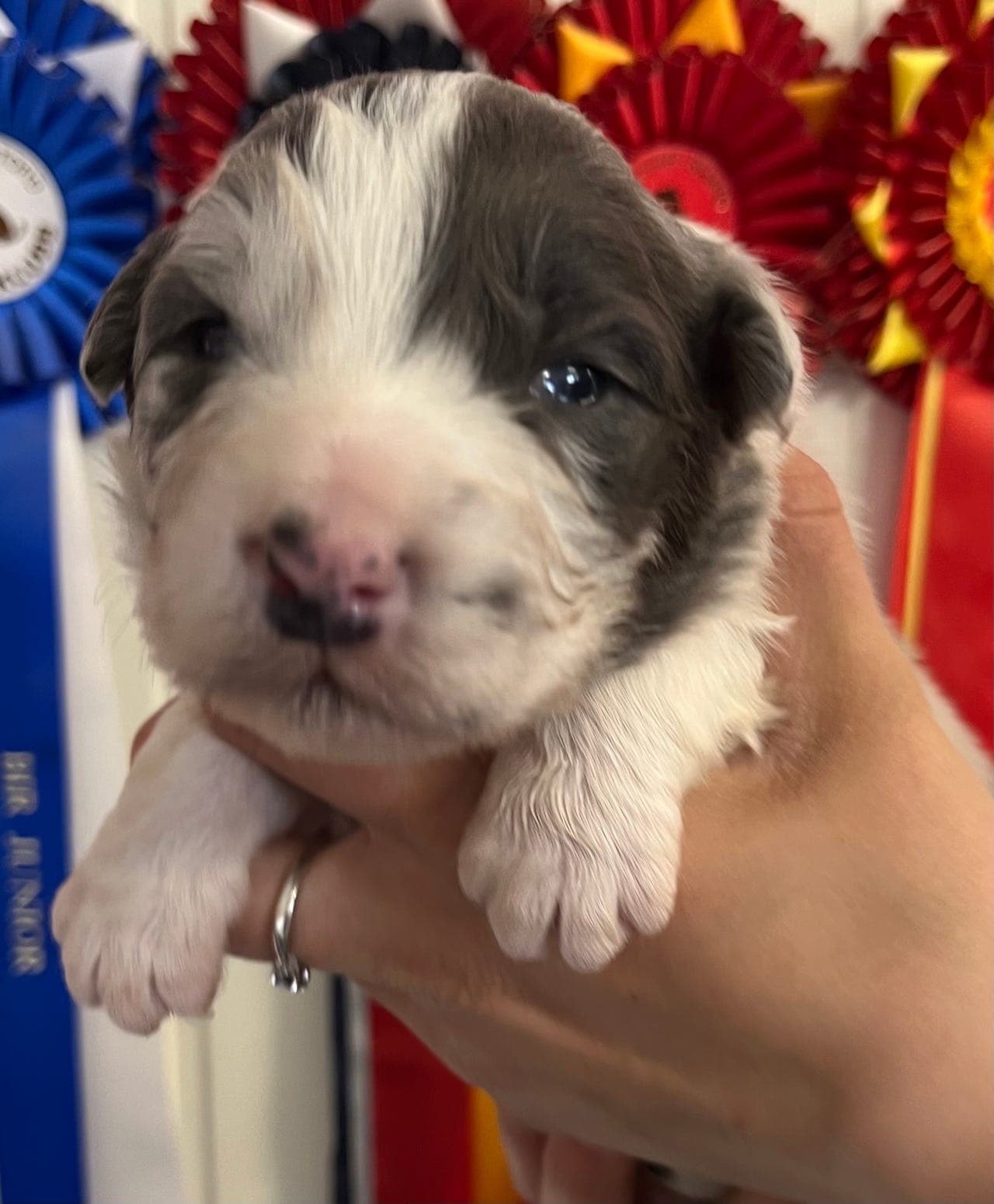 Flotte Australian Shepherd Hannvalper
