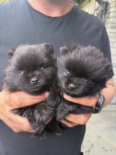 Nydelige sorte Pomeranian valper, han og hun