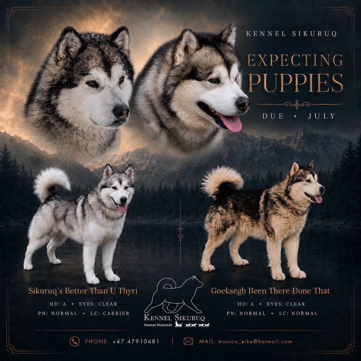 Alaskan Malamute valper