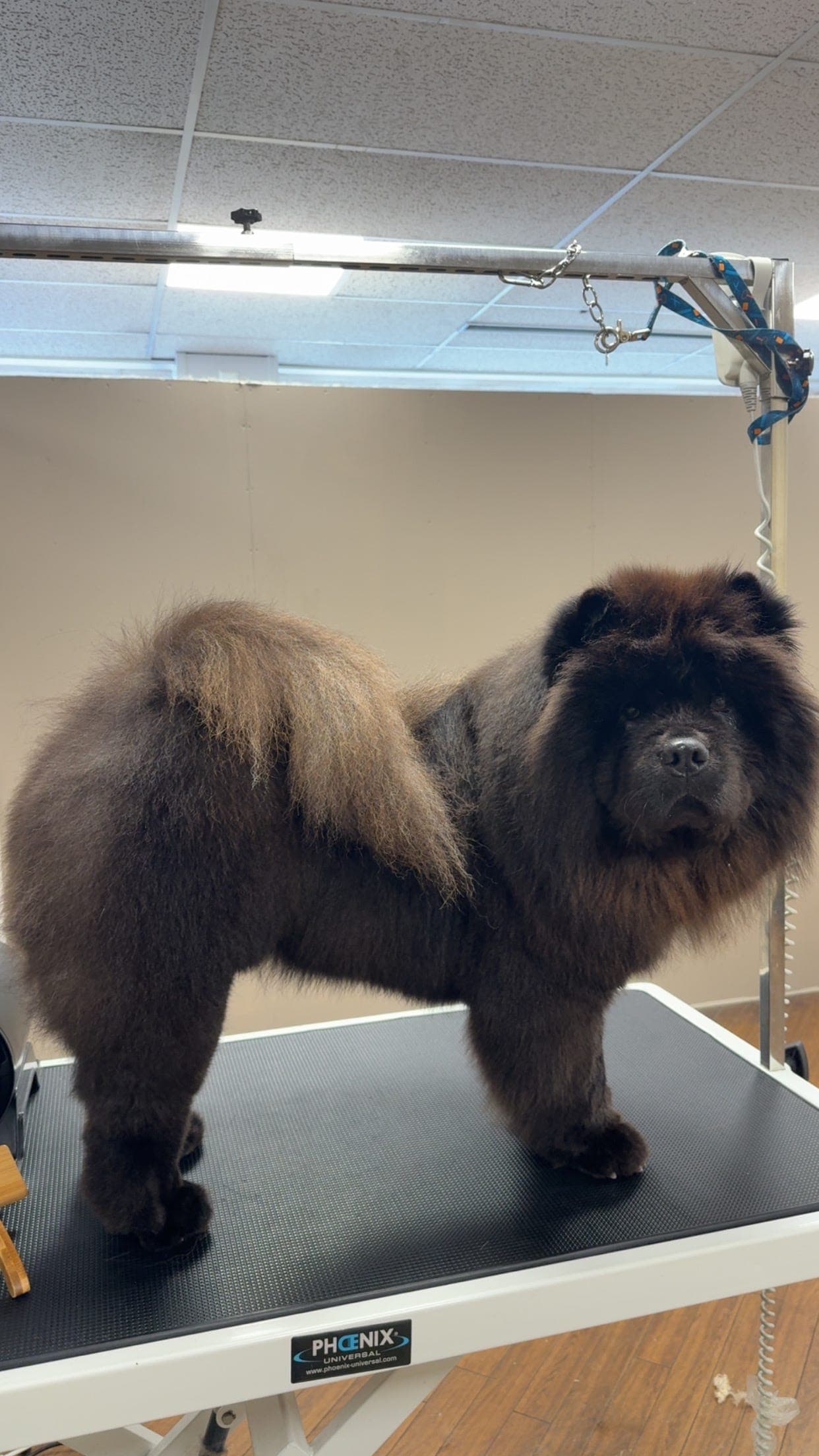 NKK registrert Chow Chow tispe