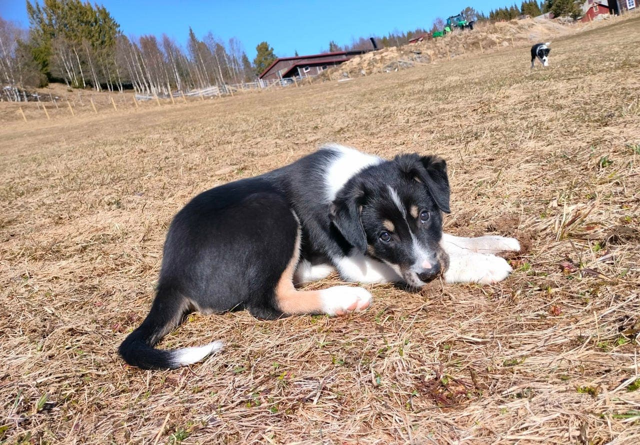 Border collie valp leter etter sitt nye hjem