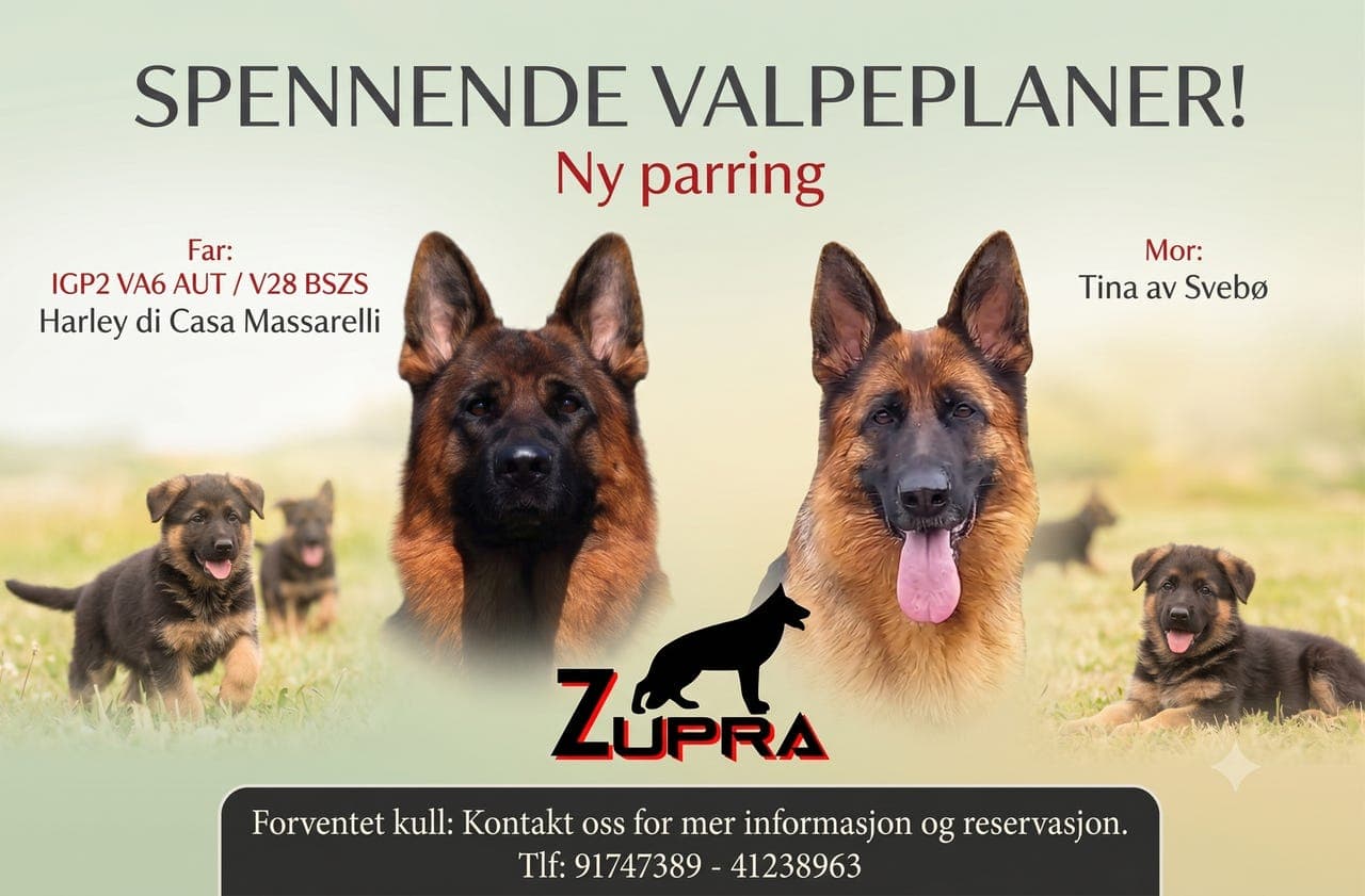 Schäferhundvalper, parring foretatt