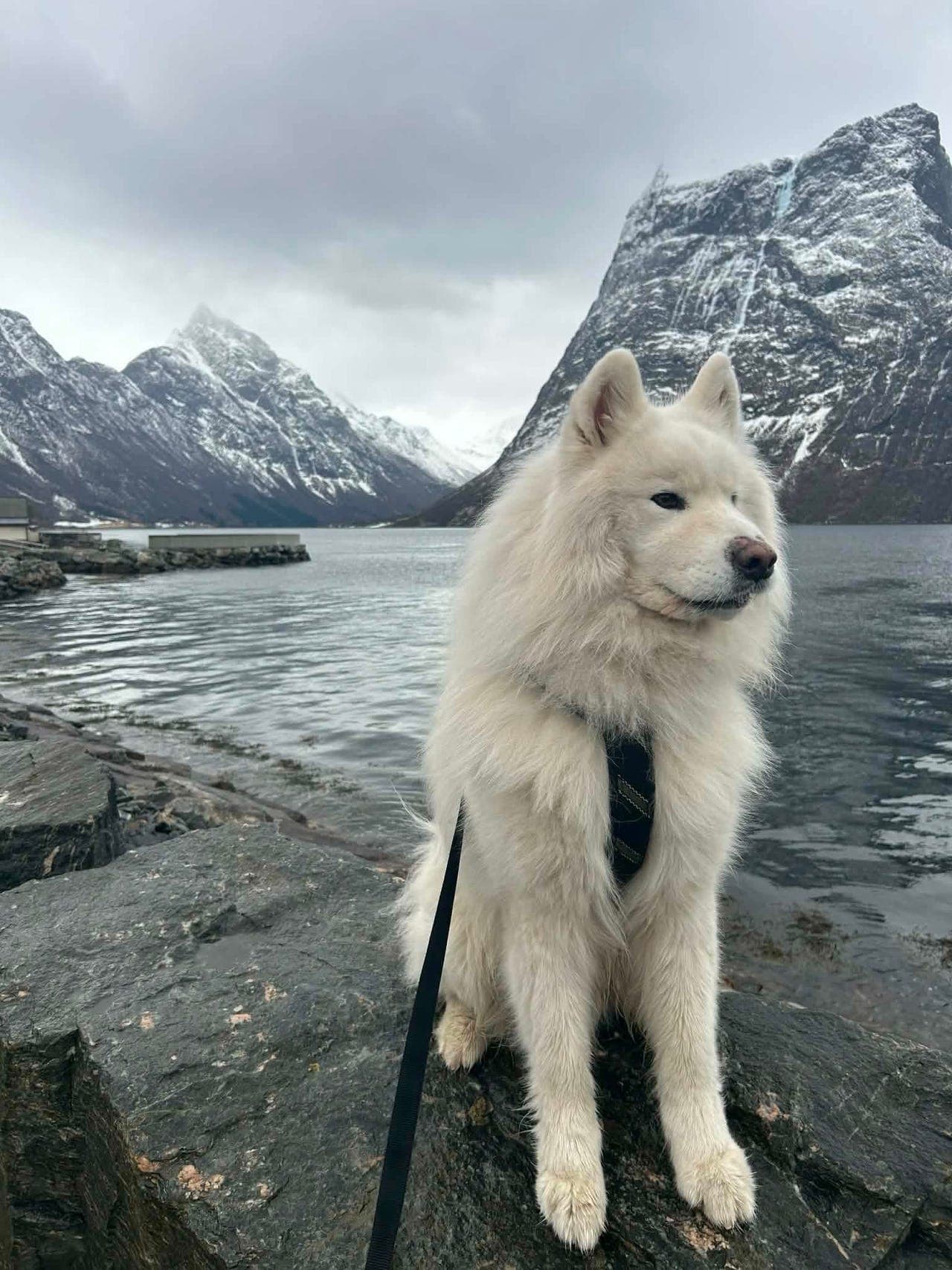 Samojed hannhund søker nytt varig hjem