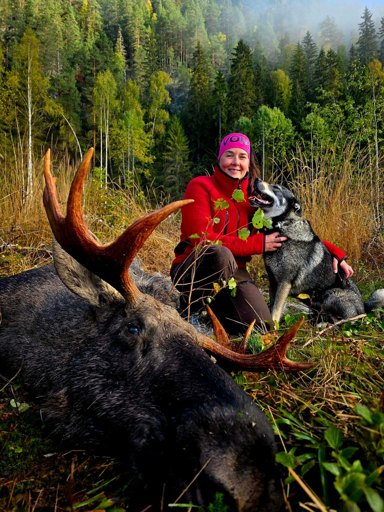 Jämthund valper ventes/ dokumentert drektighet.