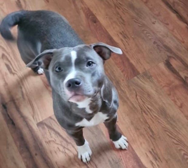 Forvert Staffordshire Bull Terrier tispe