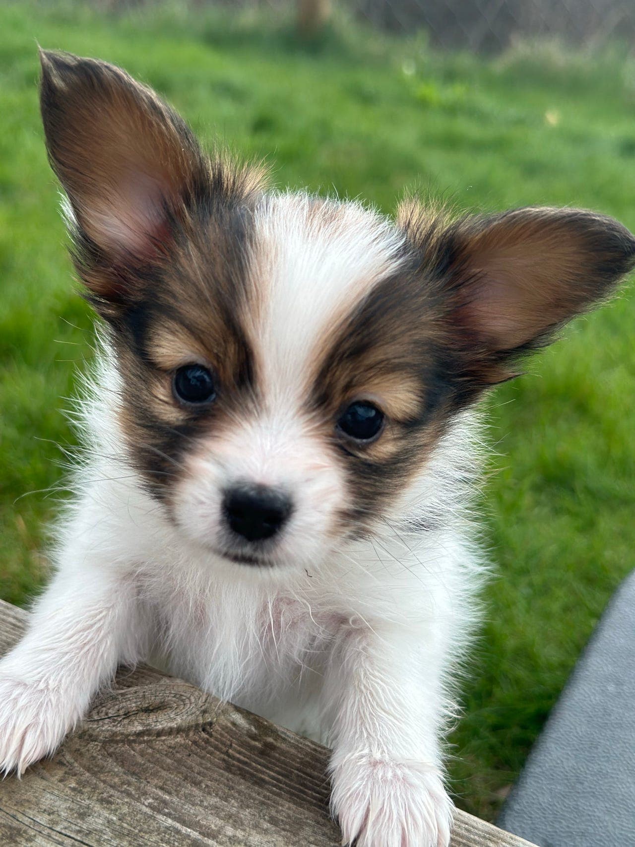 Nydelig Papillon tispevalp søker sitt nye hjem – Kennel Twinklepuff