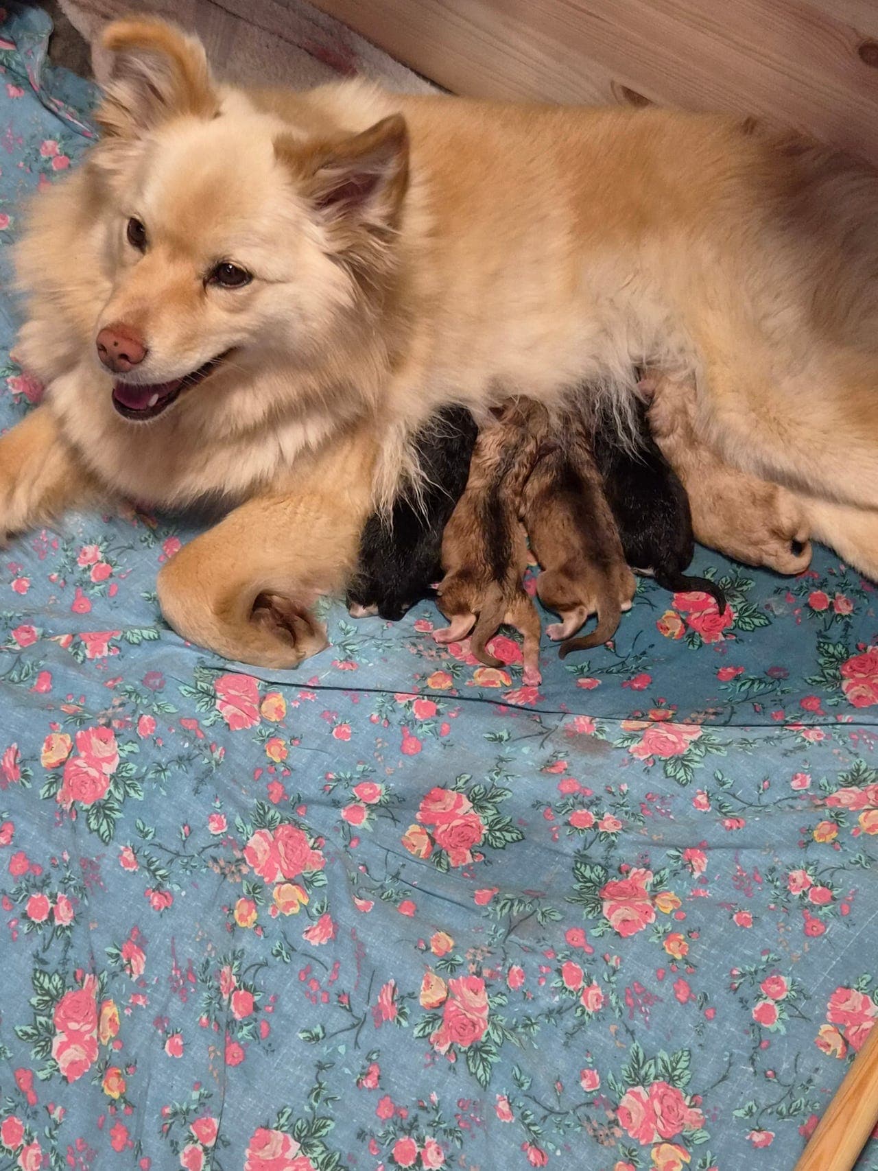 Finsk lapphund valper