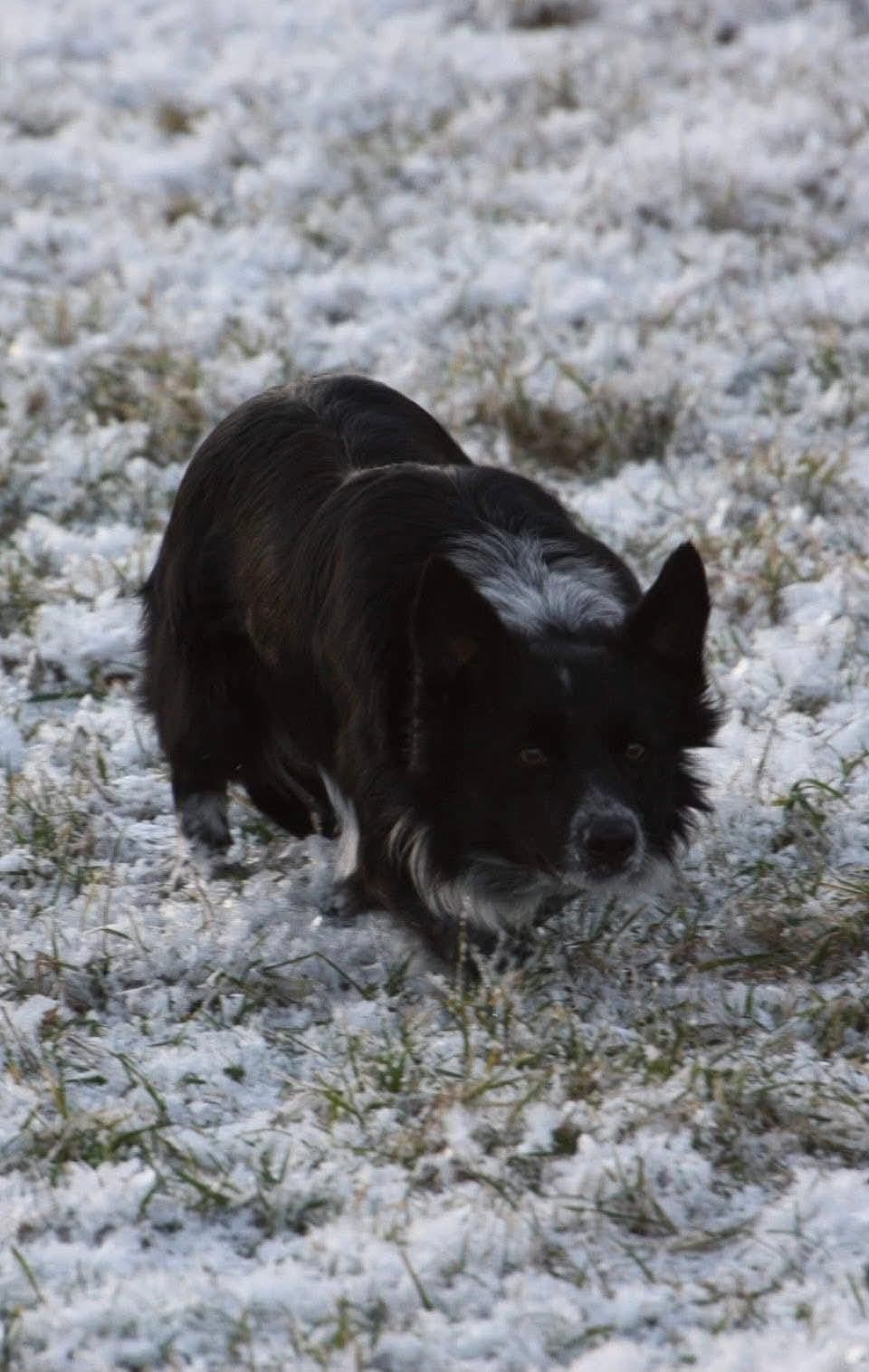 Border Collie valper
