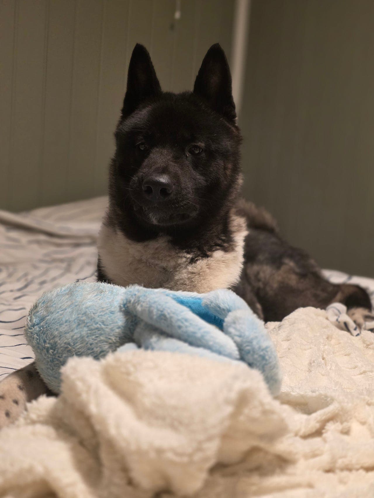 Amerikansk Akita