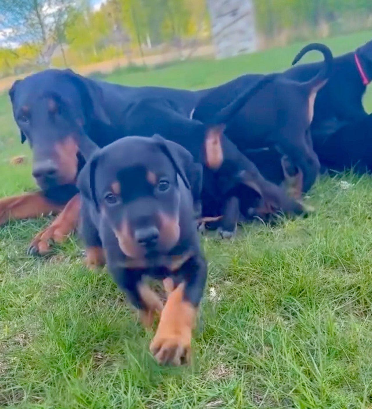 Dobermann valper selges