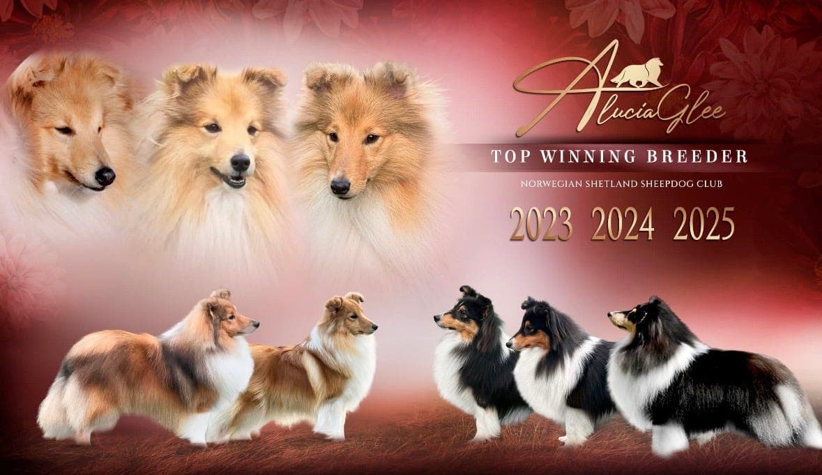 Nydelige Shetland Sheepdog valper fra Alucia Glee