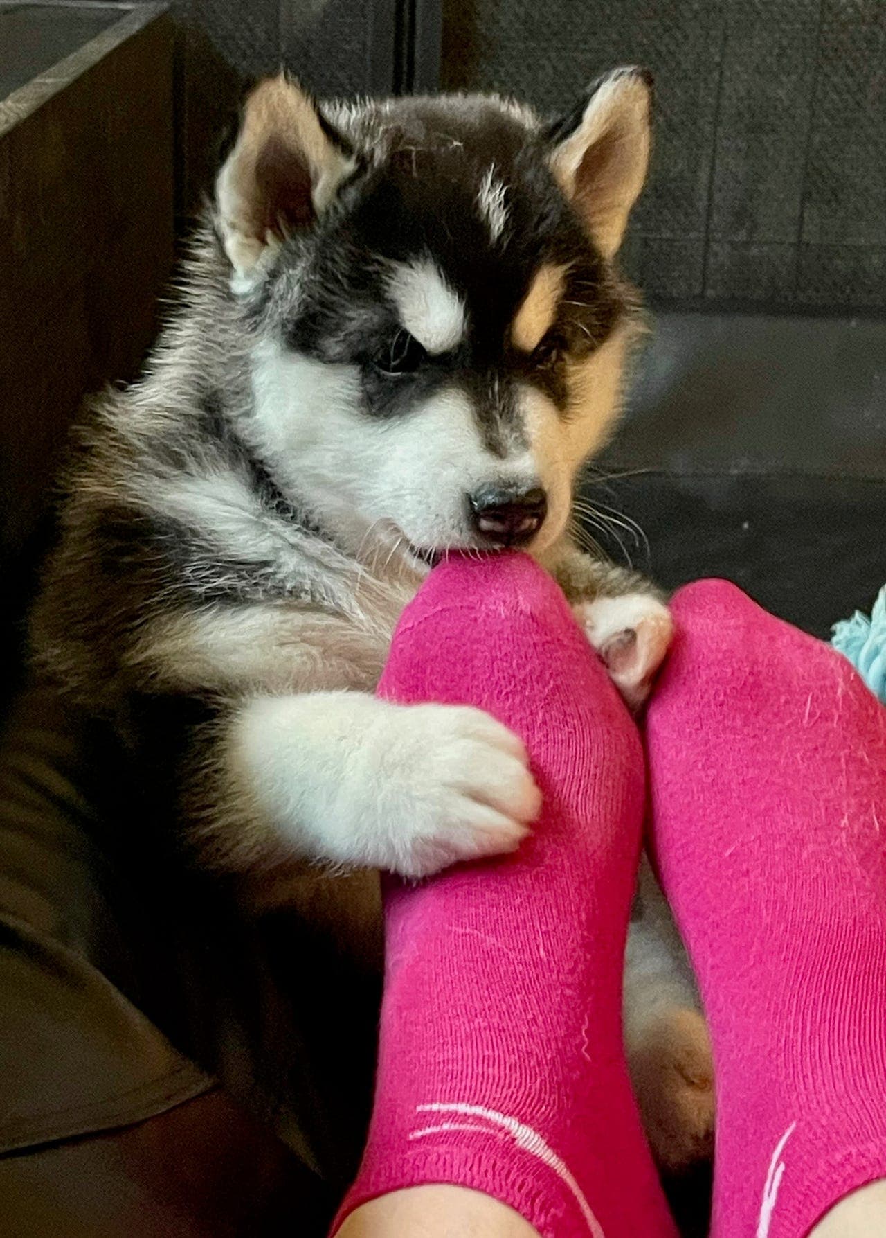 Siberian Husky-valper til salgs