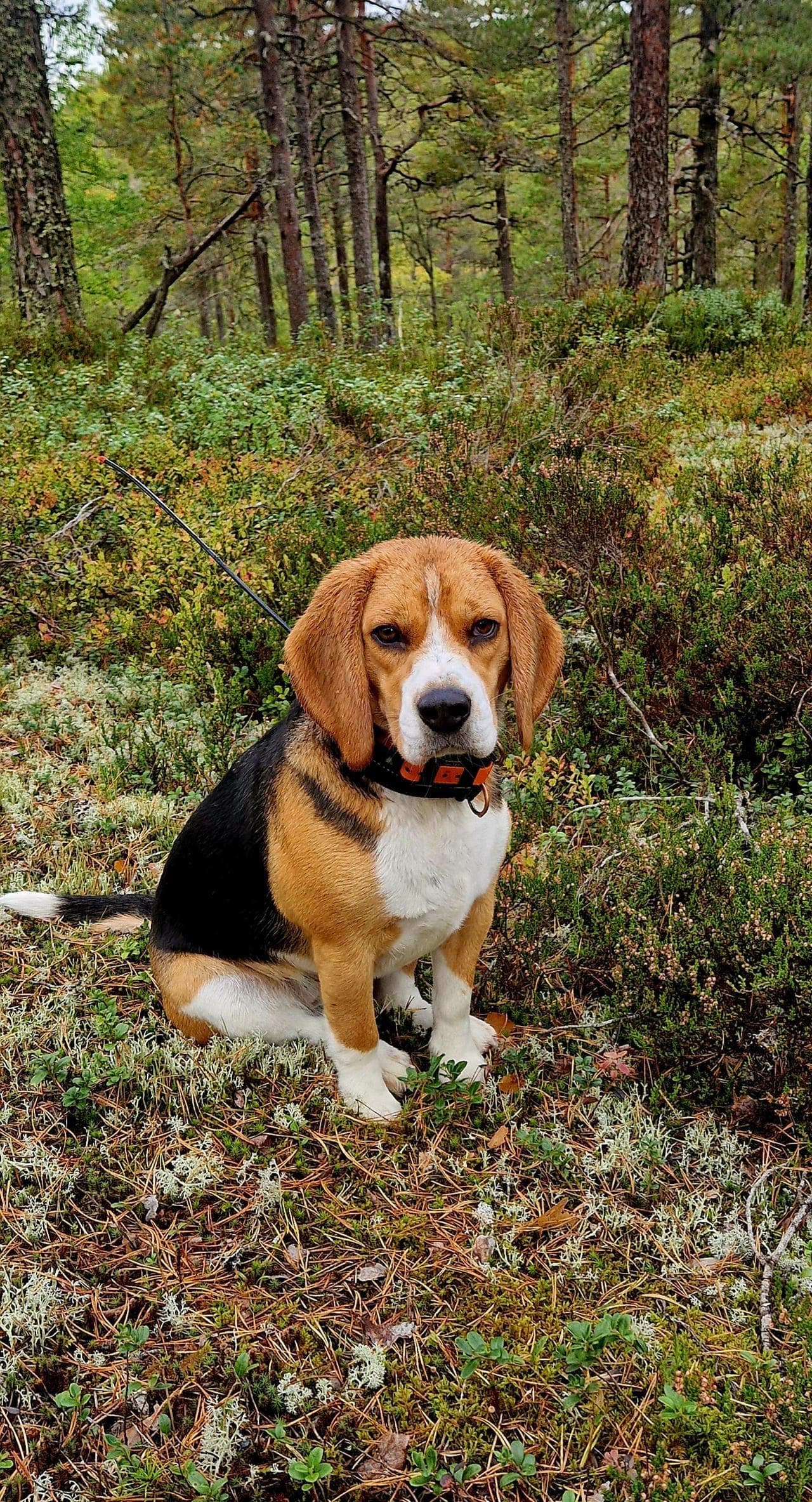 Beagle valper