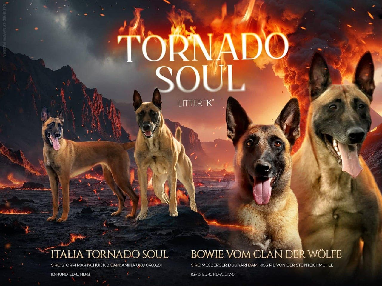 Malinois | Valper | Belgisk Fårehund